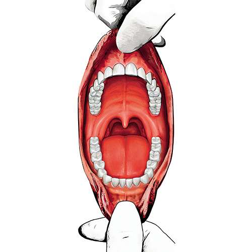 Dentition